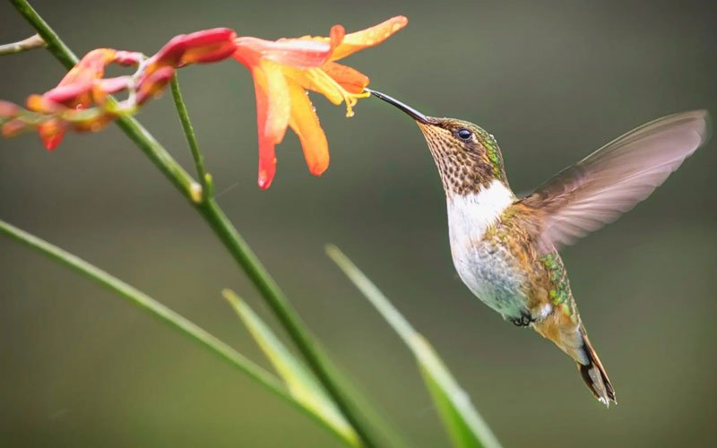 where do hummingbirds go in winter