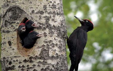 Why Do Woodpeckers Peck Wood? - Cosmo Jarvis