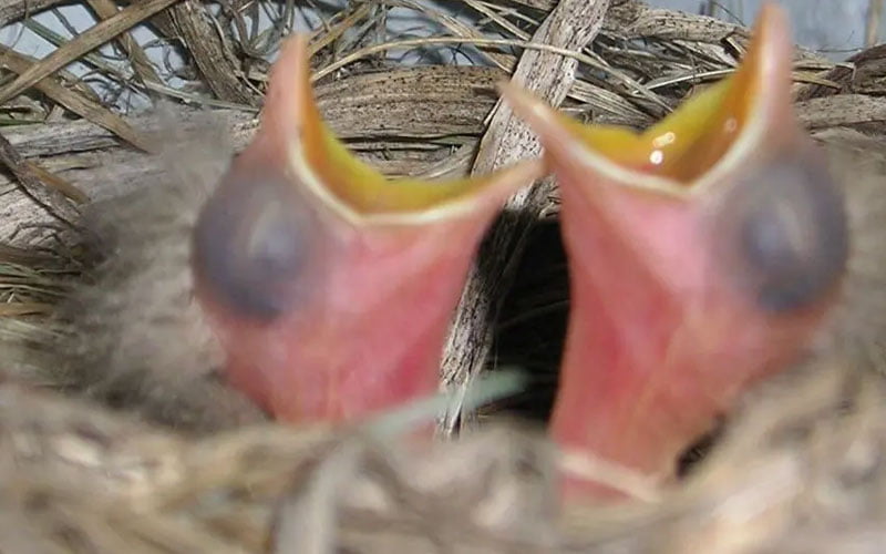 what a baby birds do eat