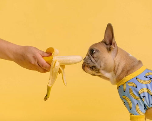 are bananas good for dogs