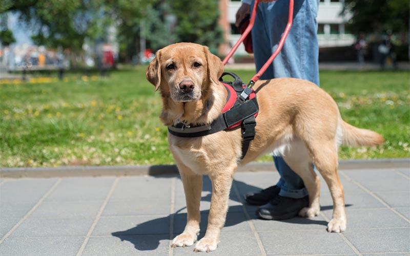 How Long Does It Take To Train a Service Dog