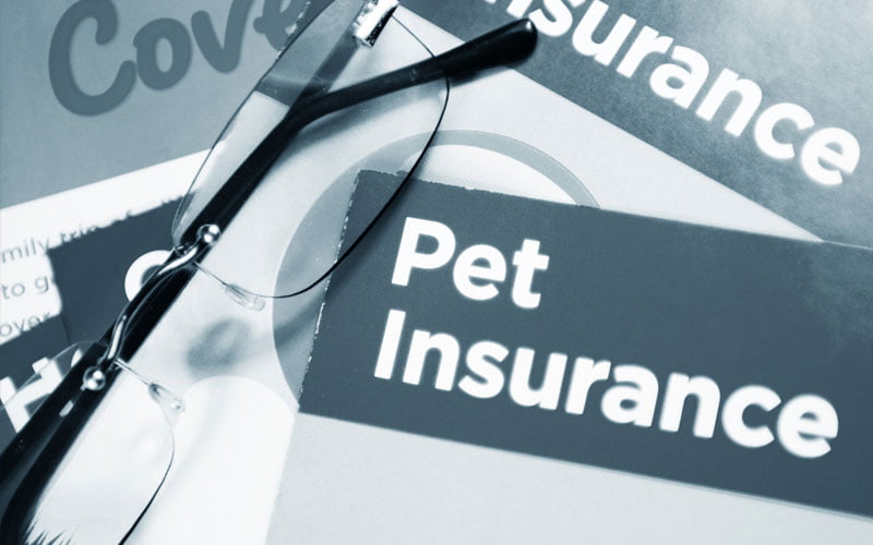 5 Pet Insurance Shopping Mistakes and How to Avoid Them