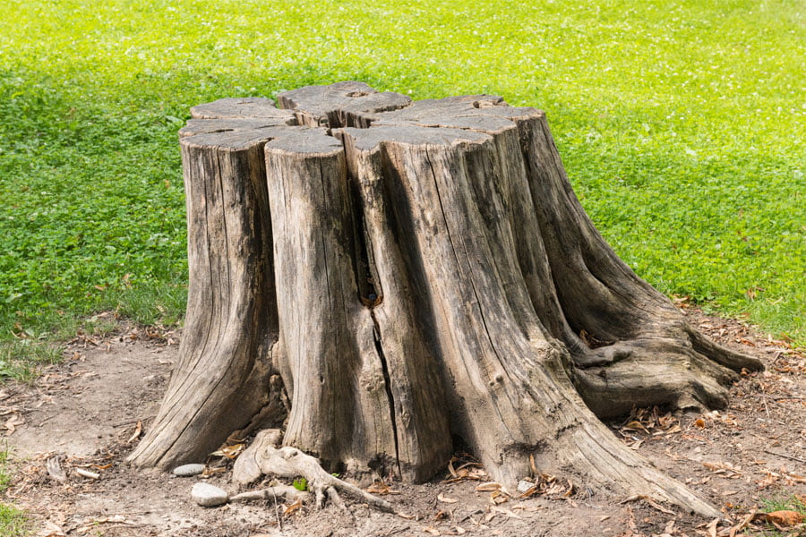 How to Get Rid of Tree Stumps Naturally