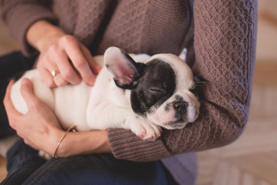 3 Factors to Consider Before Adopting a Puppy
