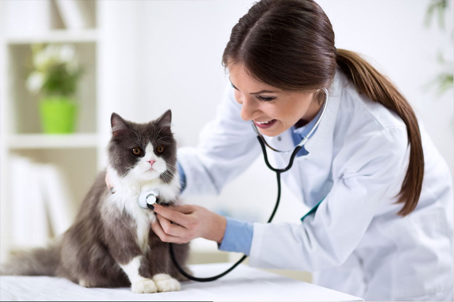 How to Choose a Veterinarian: The Complete Guide for Pet Owners