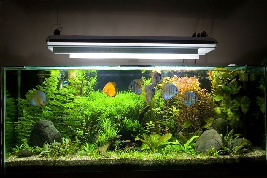 Which Types of Aquarium are Best for Beginner Tank Owners
