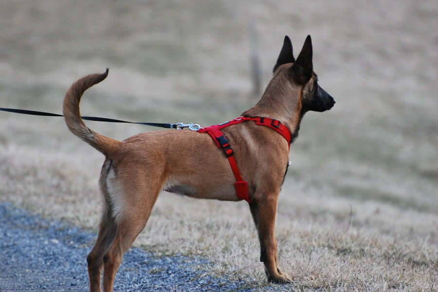 What Causes Leash Reactivity in Dogs? Cosmo Jarvis
