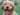 Dog With Down Syndrome
