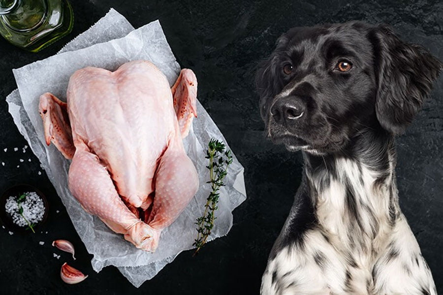 How to Boil Chicken for Dogs? (April 2024)