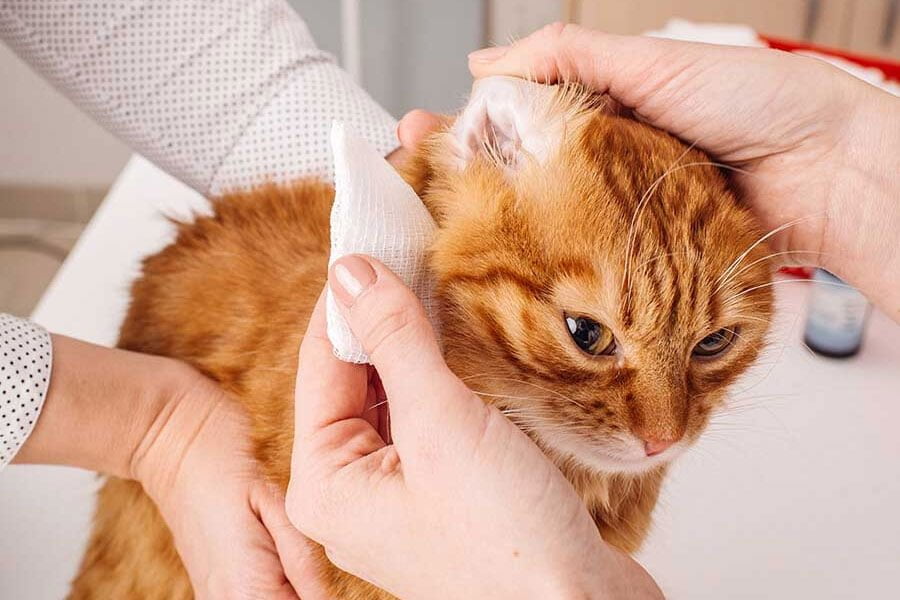 How to Clean Cats Ears? (November 2024)