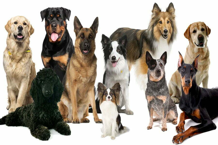 Top 10 Top Dogs America's Coolest Dog Breeds for 2022 Cosmo Jarvis