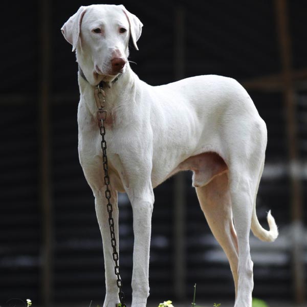 Rajapalayam Dog Breed (March 2024) Cosmo Jarvis