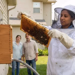Safe Beehive Removal Methods for Homeowners